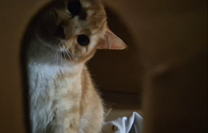 I was playing with mew mew in his little box and he randomly tilts his head like this hddhdhhd HOW IS HE SO CUTE