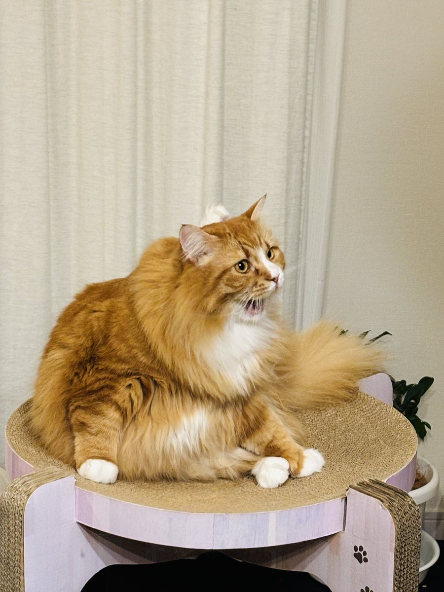 ほえるニャンコ🦁にゃおー！
#たにゃきんタイム 
#猫がいる暮らし
#ねこかわいいね