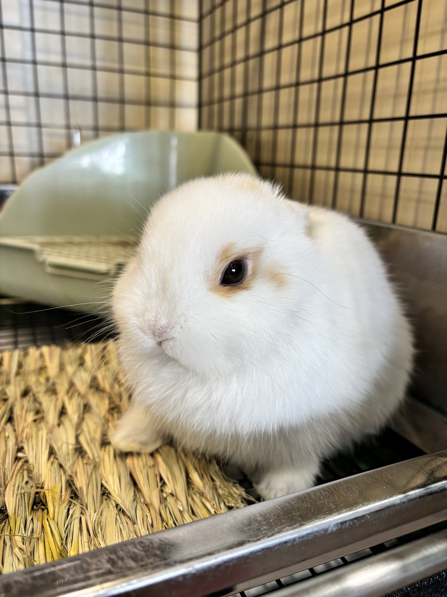 おみみナイナイ‼️🐰

#うさぎのしっぽ吉祥寺店 #うさぎ専門店 #うさぎのいる暮らし #토끼
