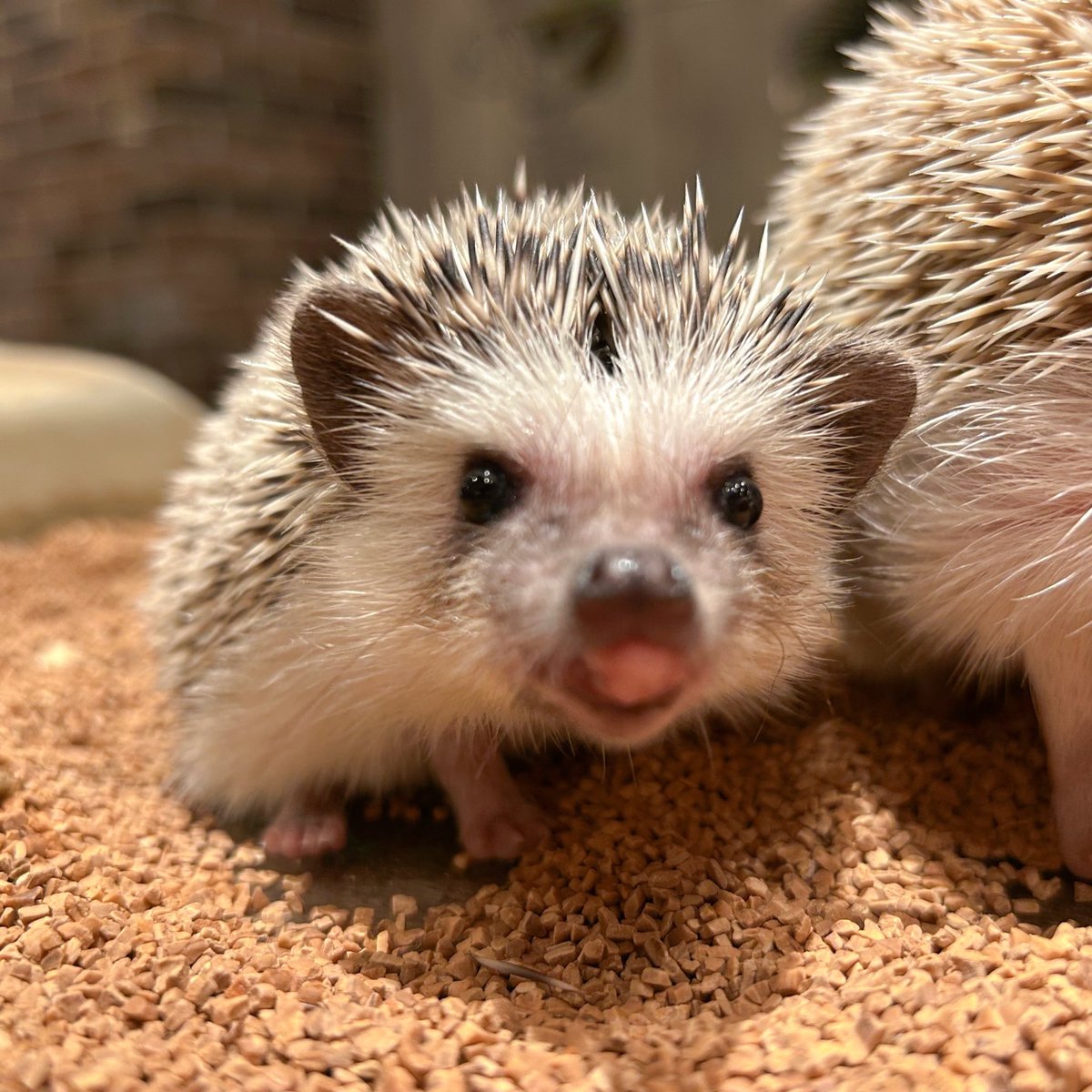 なんだかご機嫌なハリネズミちゃん🦔🩶 ただ今のお時間スムーズに ご