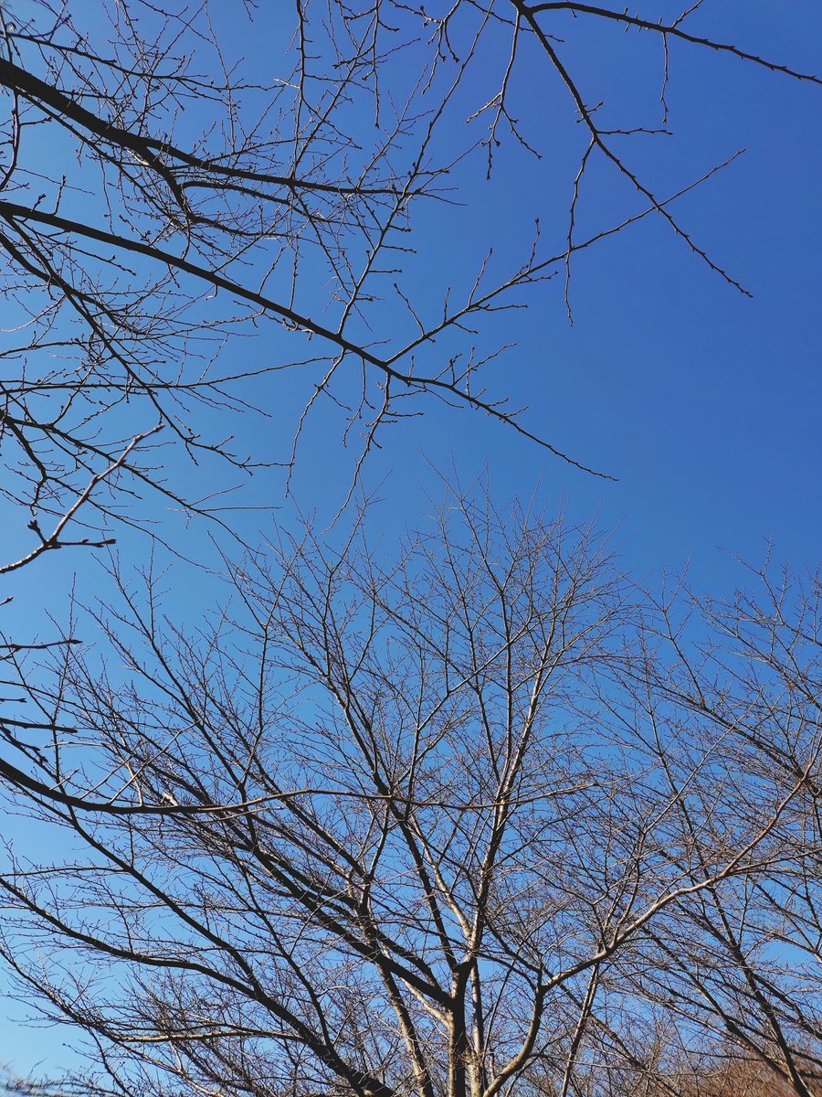 今朝も冬晴れ。お堀のまわり、高齢の木々の手当てをしてた。みんな元気な春を迎えてほしい。
桜はもう準備始めてる。

あめ🐶

#保護犬