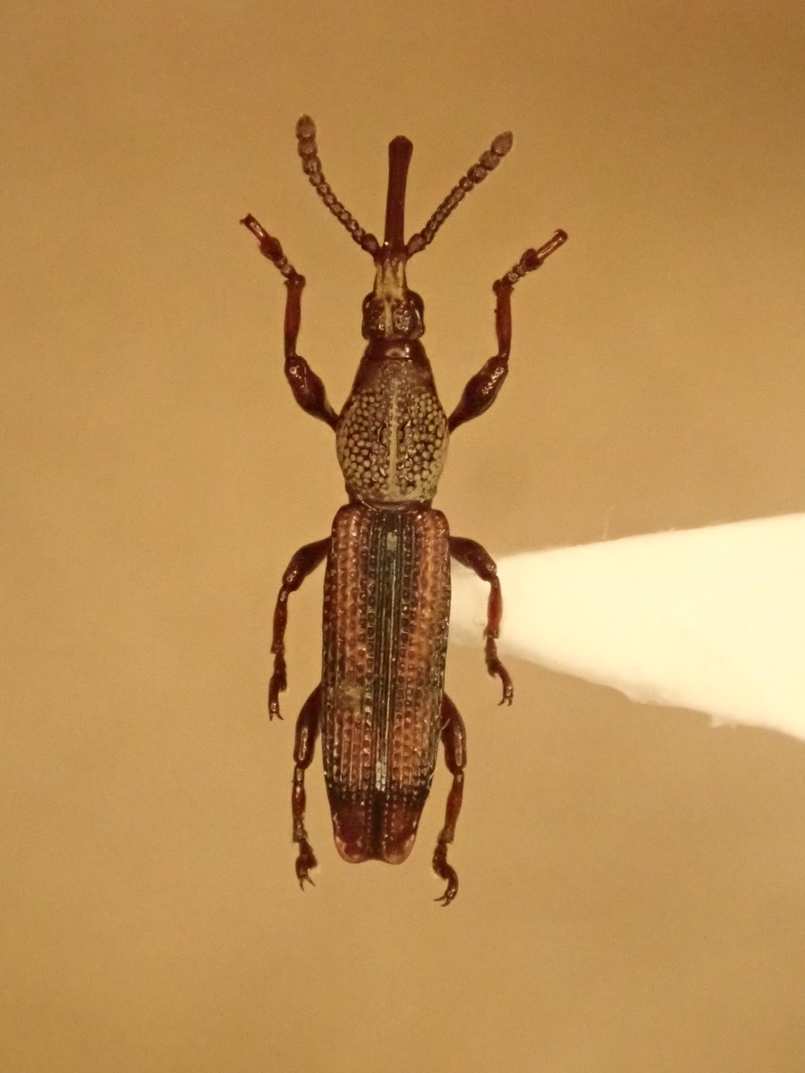 Lucanus007's tweet photo. ミツギリゾウムシの何か
倒木の樹皮下から得られた。艶消しでかっこいい。 https://t.co/fNTakCnC9p
