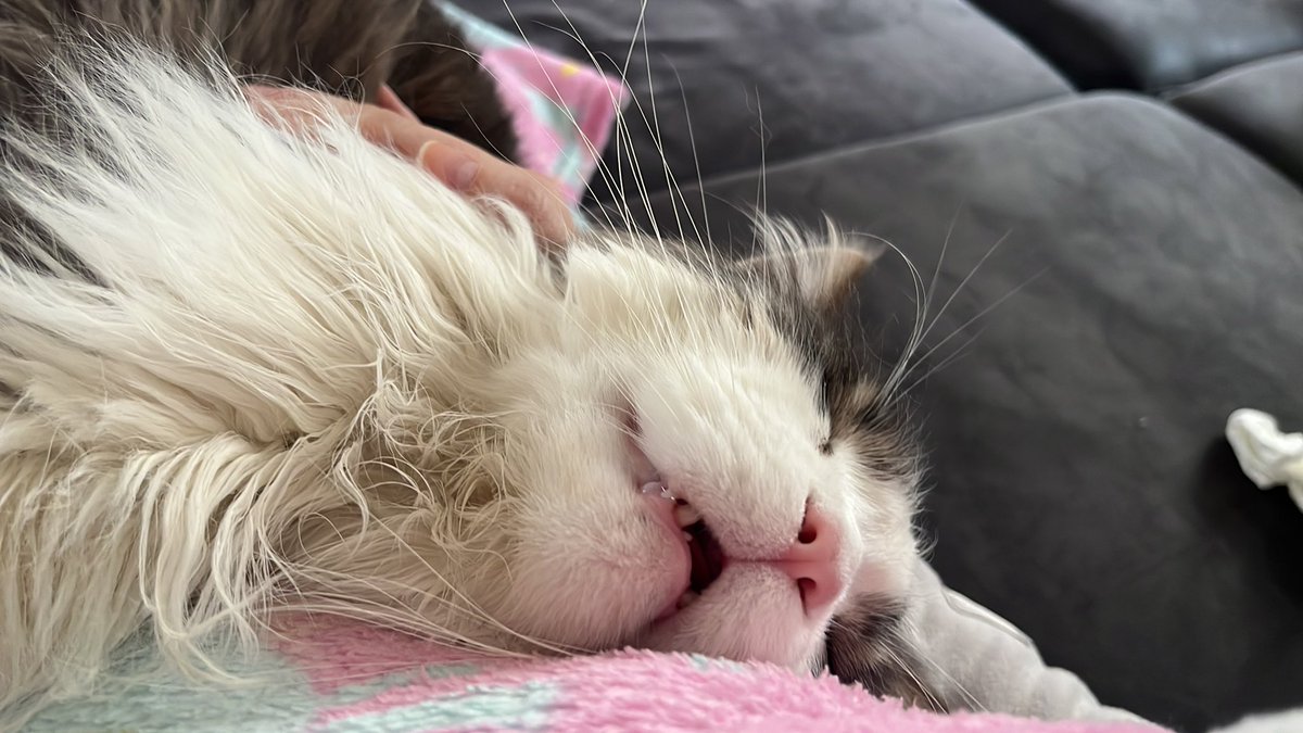 coding_jay's tweet image. Guten Morgen!