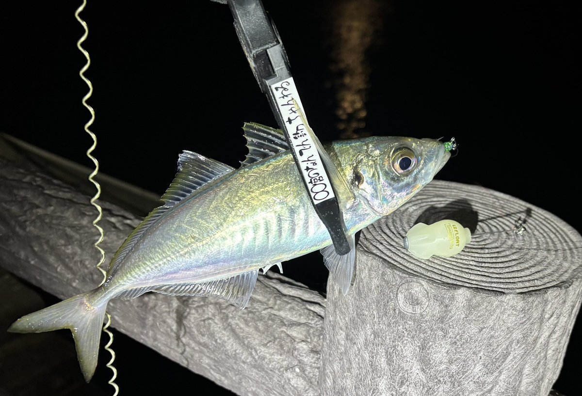 ichimiyan0129's tweet image. 昨夜は満月、爆風というコンディションでしたが、恵方巻きの具材の為に楽しんできましたw
lgフロートで広範囲をじっくり探るとしっかりいました！
アジトロ（なめろう）巻き！初めてで不恰好な出来やけど美味い！