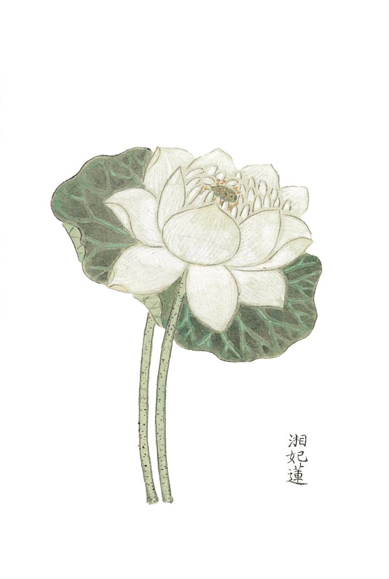 このほか、白が美しい「#蓮」と「#芙蓉」の絵柄を発売。 郵送でもお