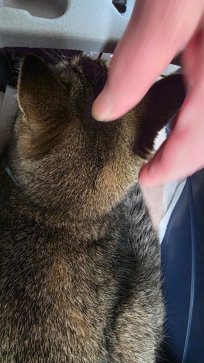 迷子猫かなぁ？
人慣れしてる猫です。
奈良市法務局の前を自転車で引かれそうになってる子を保護してくださいました。
今、警察には届け出を出してきたけど該当する子が居なかった。
一応、3ヶ月見てくださる方が居ます。