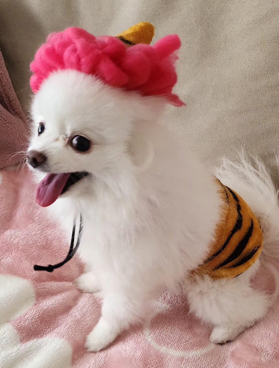 🦊ポメコーギーうめちゃん茶白 🐻‍❄️白ポメラニアンこうめちゃん