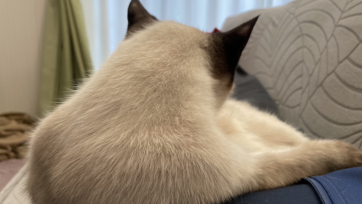 お腹で猫がリラックスしています🐈