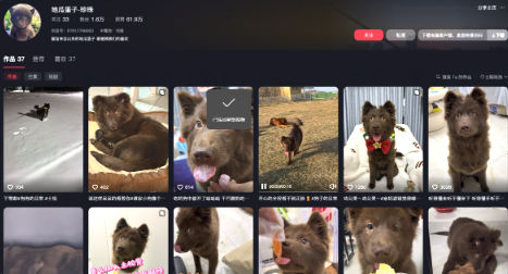 XScharo's tweet photo. Seems like nobody wants to update the Dex information, so I will step in and update it!  
(If you ever want another community for CTO or whatever, lemme know—I’ll give you Dex perms)

$Pearl – going insanely viral all over social media. People keep debating whether it’s a bear or a dog cub, which just keeps the topic hot.

ARv3GX3PkKMkQXSxvTSwKnRMwrVNvQtm5YfTrkkppump

https://t.co/JqcRu71JVR

https://t.co/KKzdx8D3dn