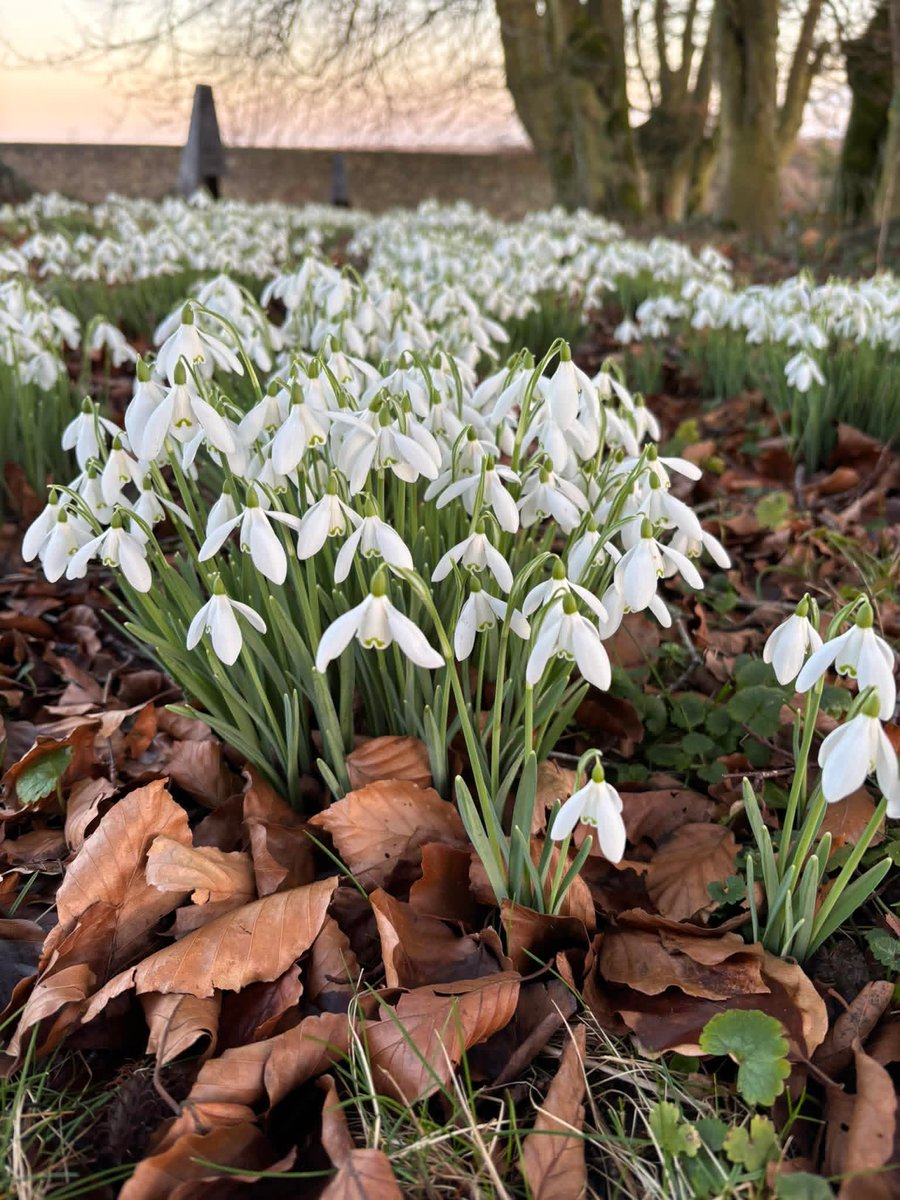 MtBriscoeOrganicFarm tweet media