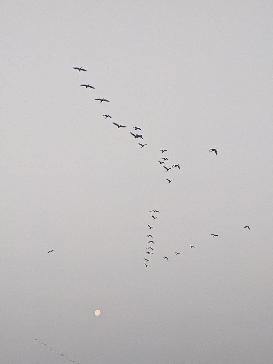 the avinasha tweet media