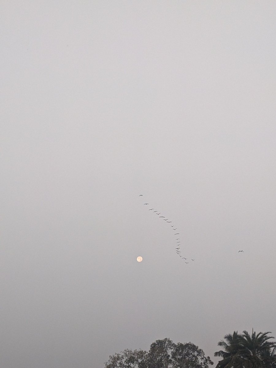 the avinasha tweet media