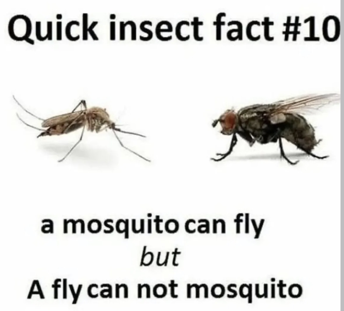 RespectfulMemes's tweet image. 