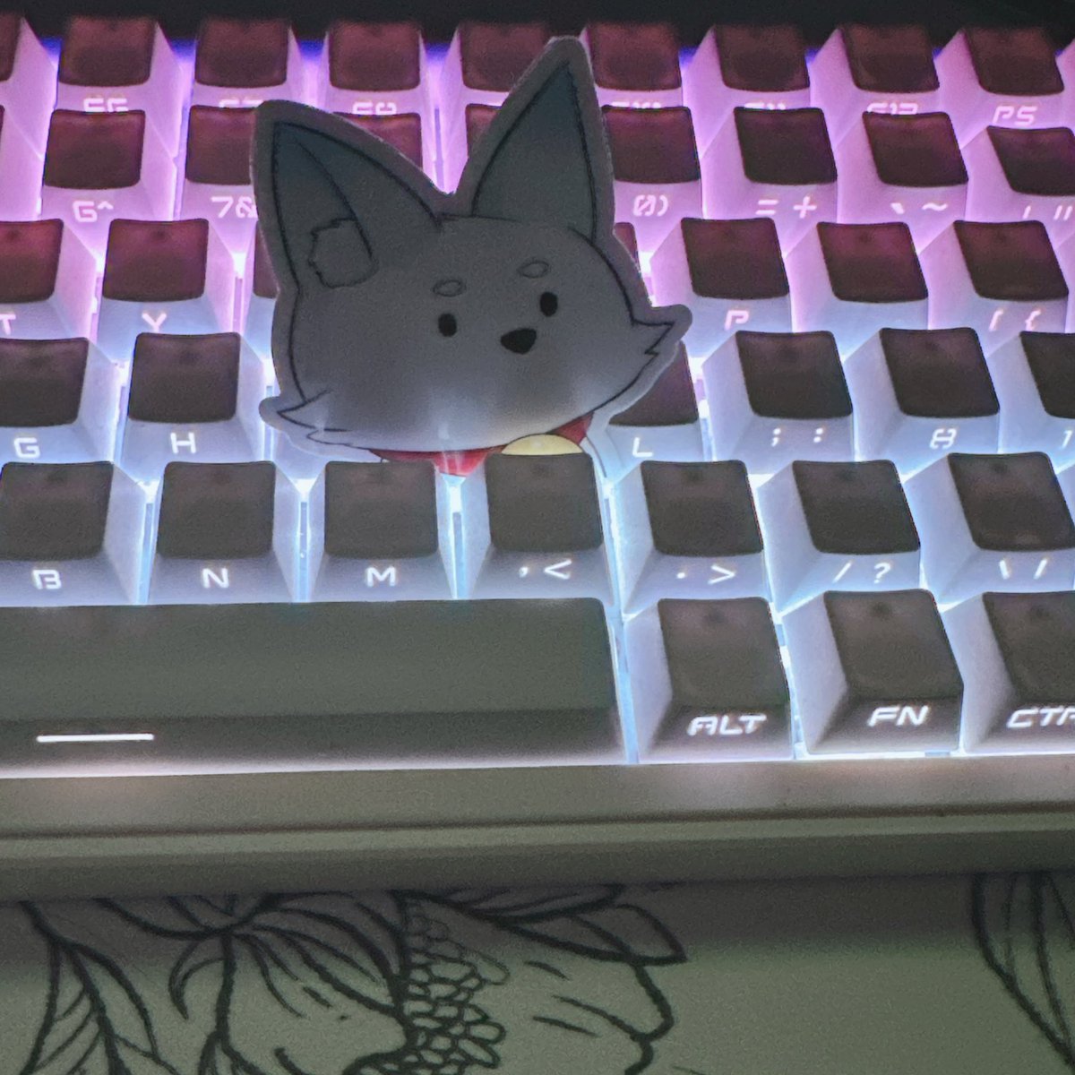 🦊🤍ྀི🩵ྀི