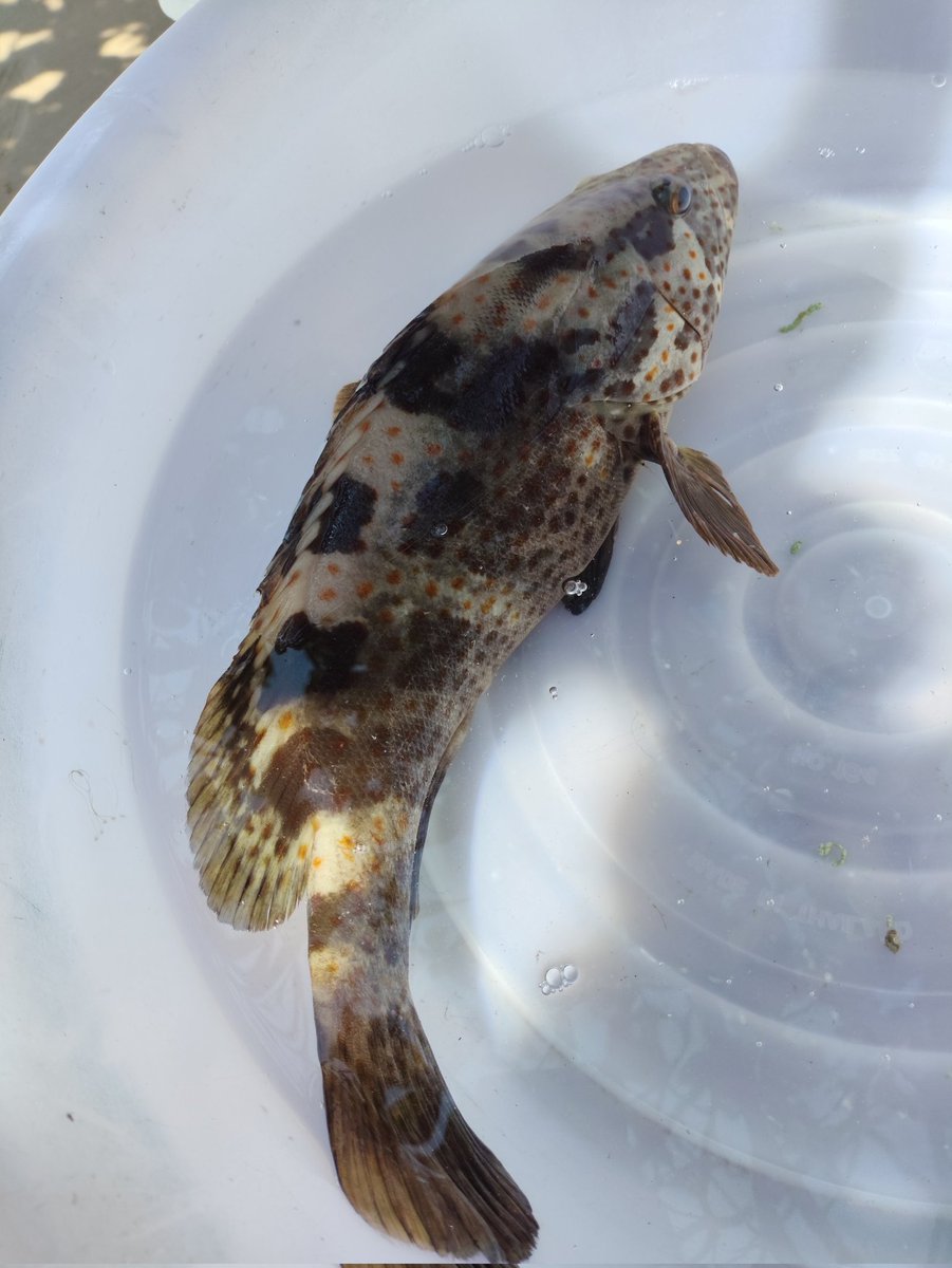 Went to eat seafood by the beach with my dad. Eat a fish and release another back into the sea. lol

Stay strong little guy 💪🐟