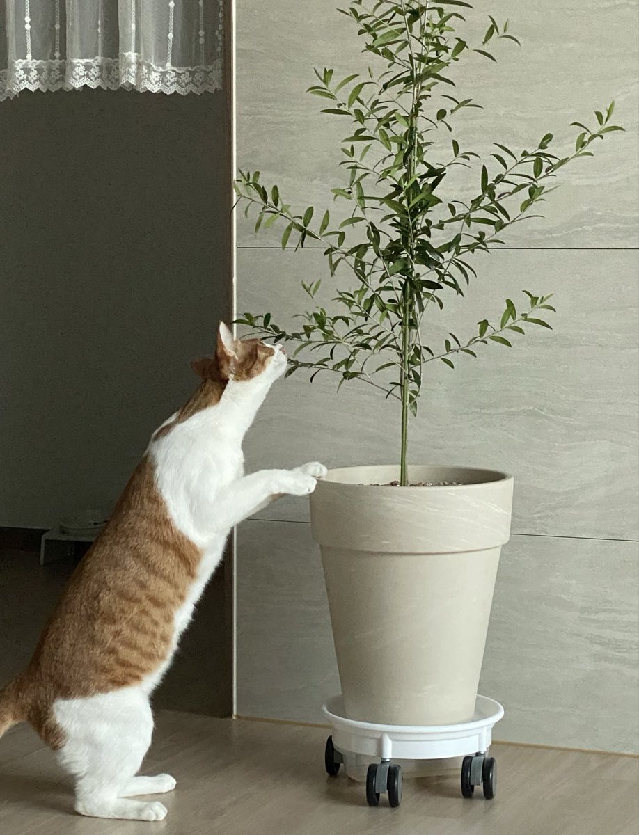 canele0101's tweet image. 올리브하니까 생각났는데 고양이들 올리브나무 진짜 좋아함.. 고양이한테 무해하다해서 들였는데 고양이가 올리브나무한테 유해했음; 하루종일 냄새 맡고 씹고 뜯어서 들인지 3달만에 앙상해짐.....
(오른쪽 사진 창밖은 ai로 바꾼거)