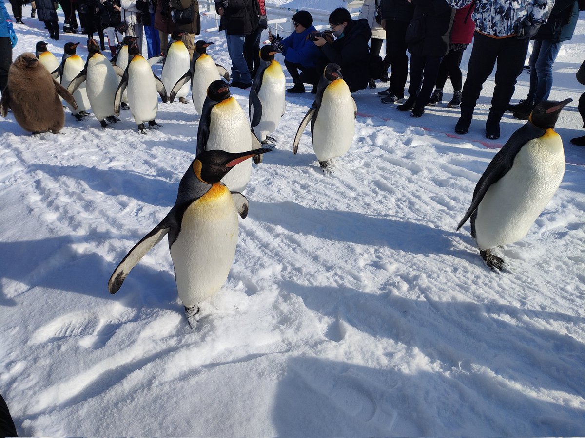雪の上のオウサマペンギン大好き🐧
#旭山動物園
また行きたいな〜