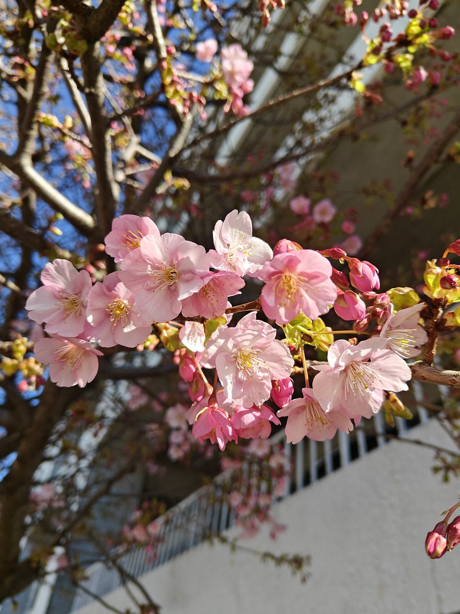 即購入可❣️②1番花 河津桜✨キラキラcharm 河津桜（かわづざくら） Kawazu-zakura (cherry blossom) an early