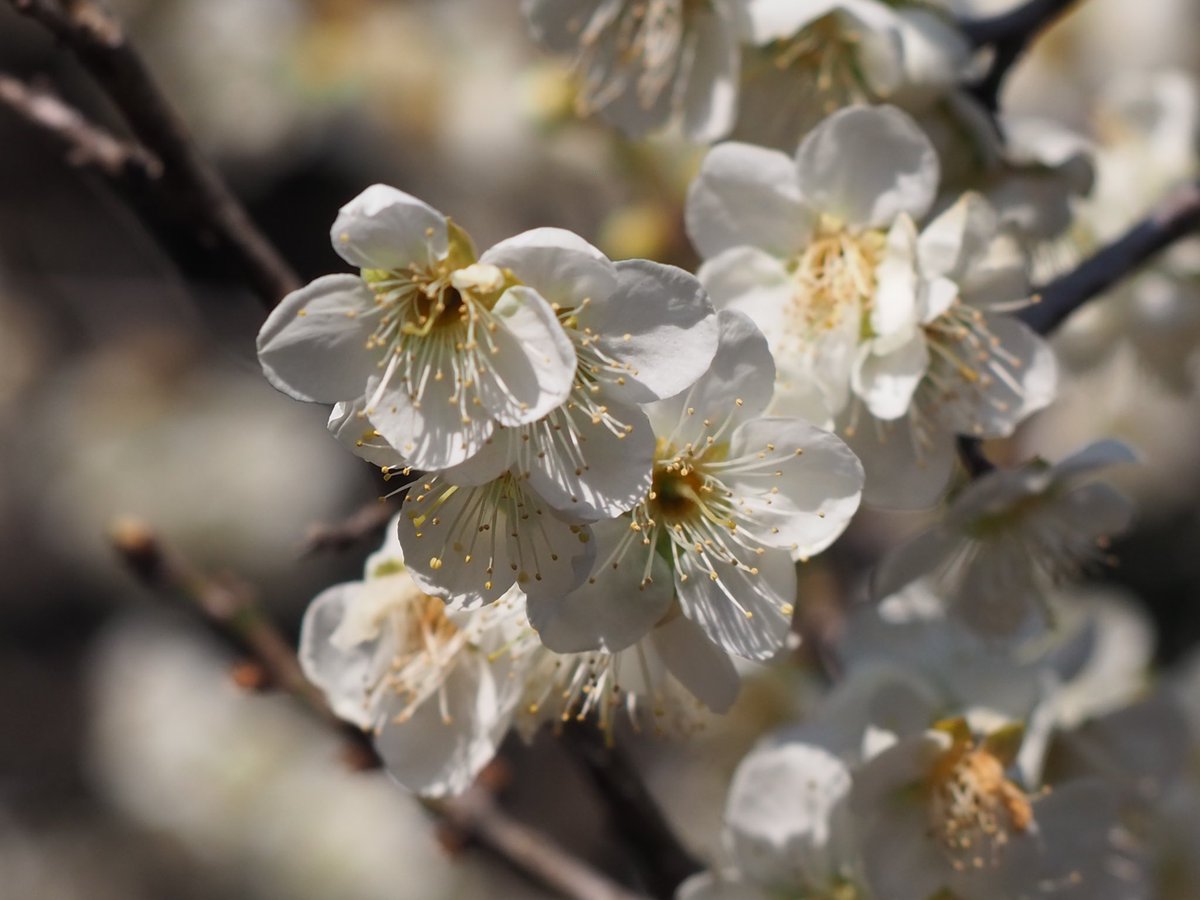 あか勝て　しろ勝て