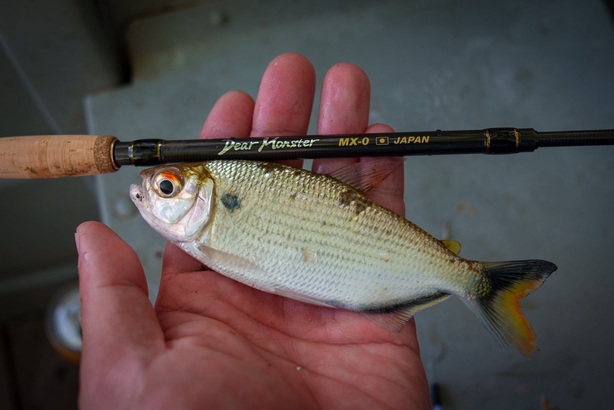 オリノコ川のマトリンシャン（Brycon sp.)。
エセキボ川にもいたが種類が違ったように思う。

ぶっ込み釣りの良い餌であったがなかなか綺麗な魚である。

お昼ご飯の米粒を少し残しておいて釣った。
延べ竿一本あるとすごく楽しみが増える！