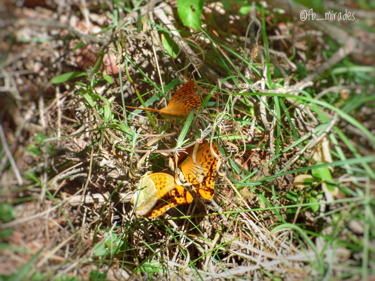 És fàcil, i balder, esclafar la fragilitat aliena. Símptoma que la nostra fragilitat s'ha esmicolat, els bocins romanen escampats com peces d'un trencaclosques i el sentit del nostre actuar ha esdevingut un sense sentit. #berguedà #estiu2025 #proximitat