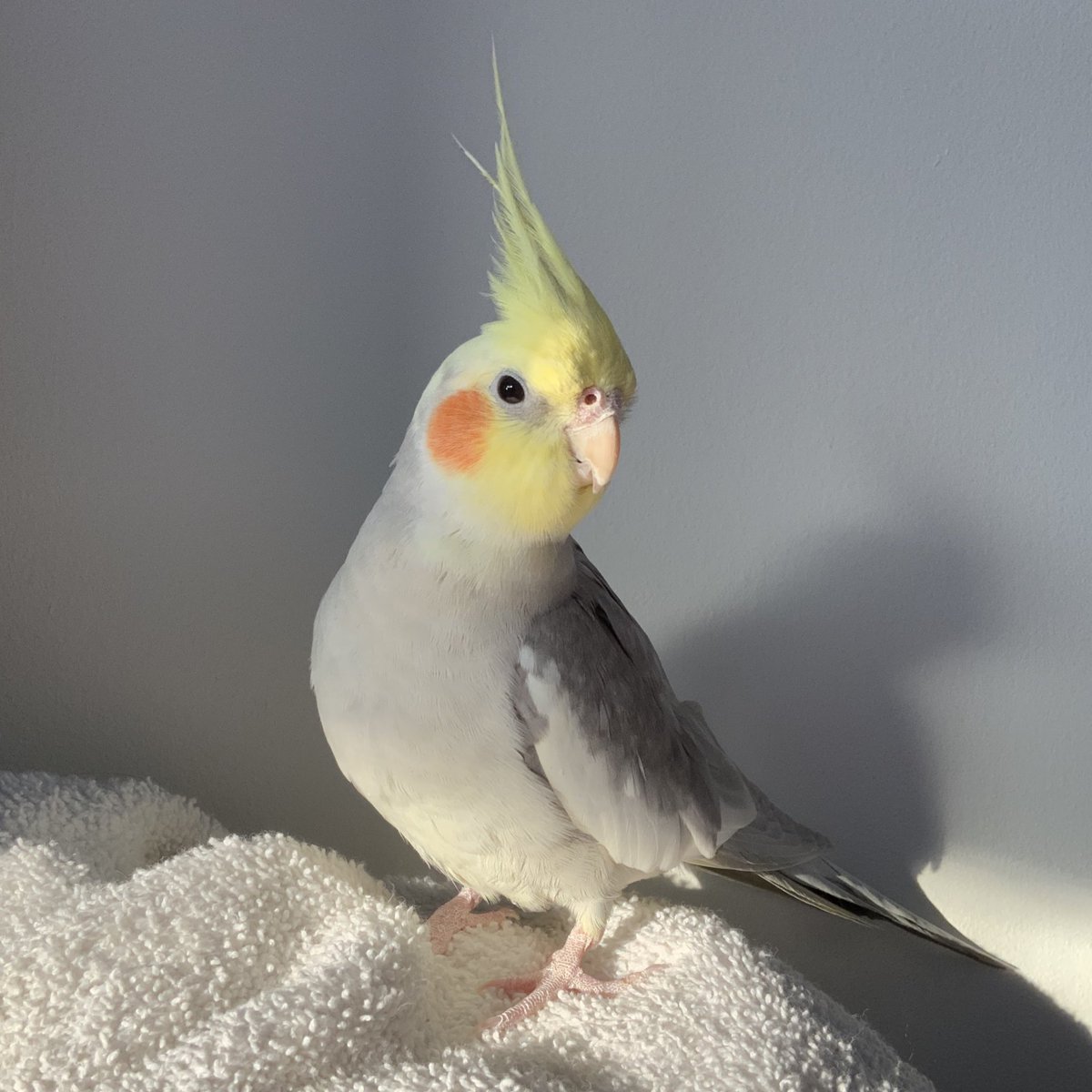 don’t have many new good pics because he’s being bratty and flies away when I point my phone at him lately but happy 13th birthday to my little chud son