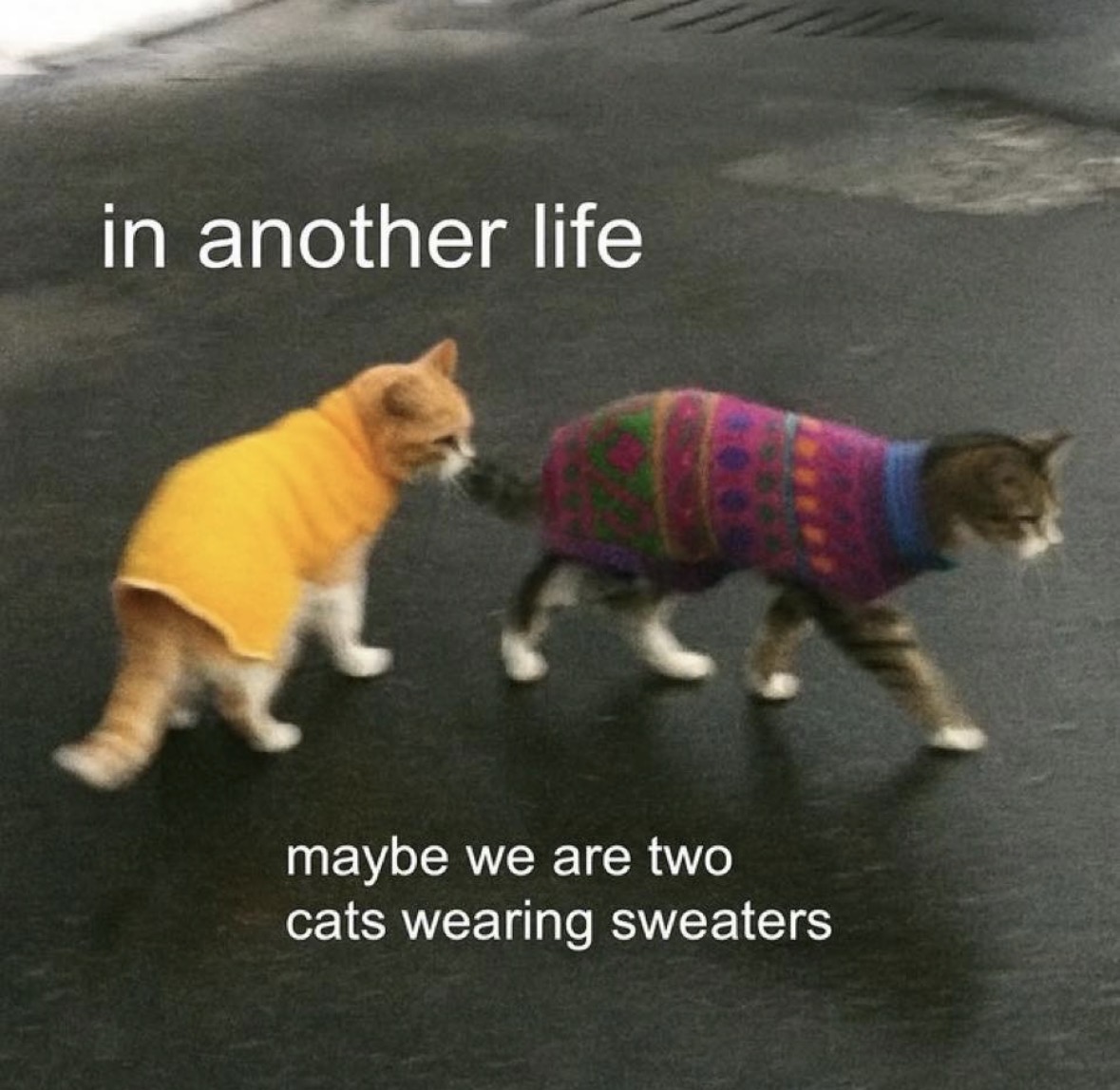 RespectfulMemes's tweet photo. https://t.co/1xSpG2e9MA