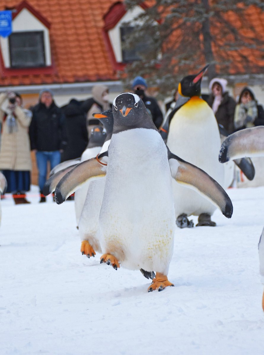 marinepark_nixe's tweet image. 歩くときは大きく足を上げて元気よく！