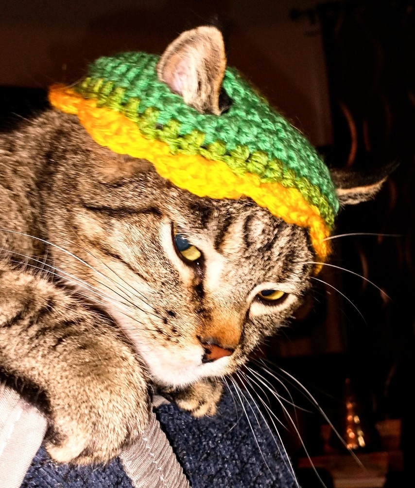 KcraKarmen's tweet photo. #TuesdayFun #TossBackTuesday #CatsOnX #CatsOfTwitter https://t.co/71lGFjtOIM