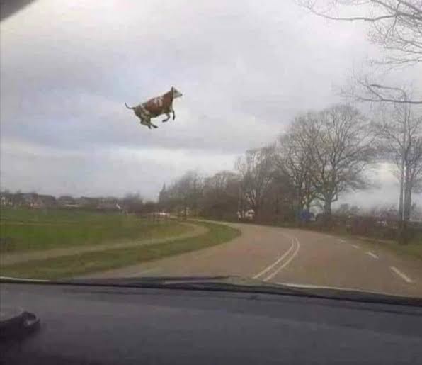 ProfsMimi's tweet image. APA SIK LUCU BANGET KAYAK SAPI 😭