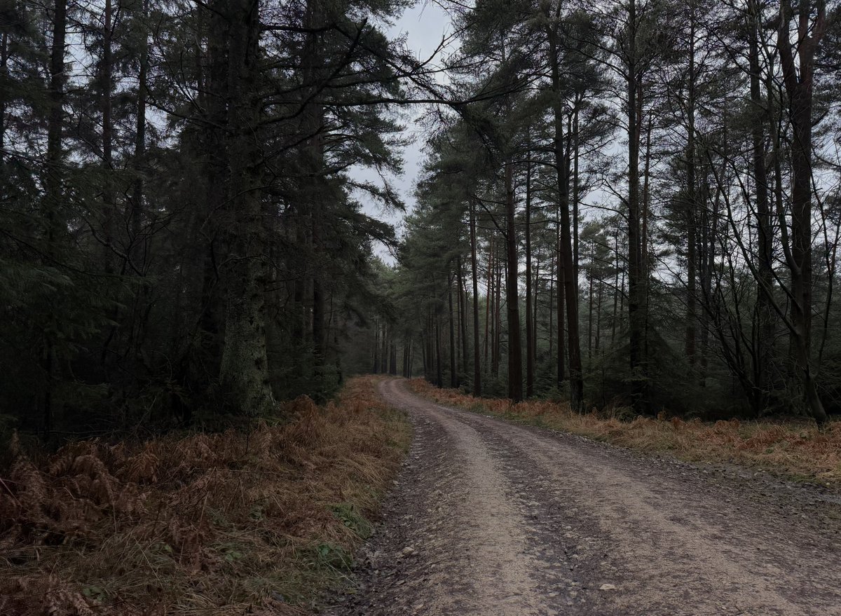 hikingshawty's tweet image. into the woods