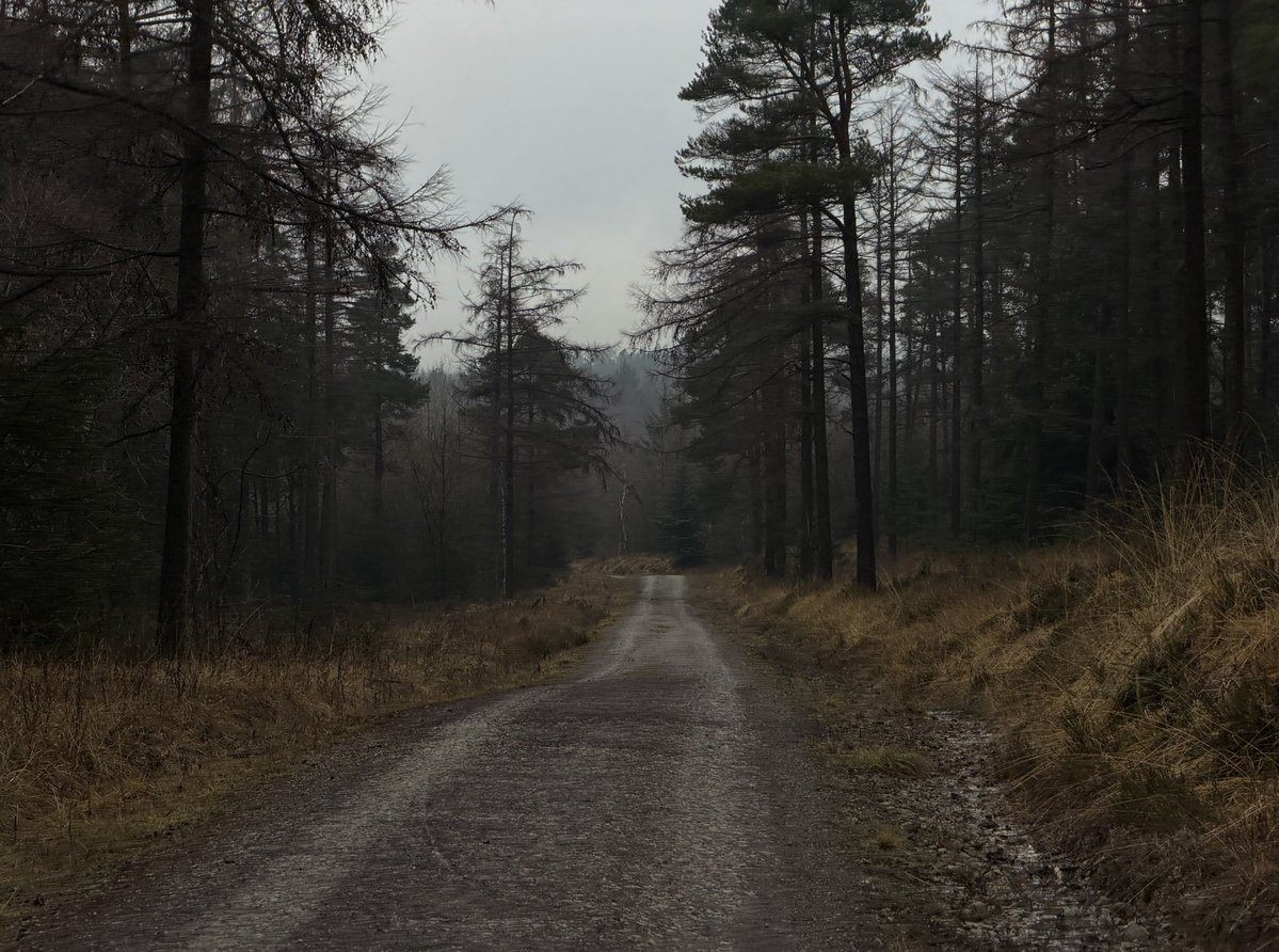 hikingshawty's tweet image. into the woods