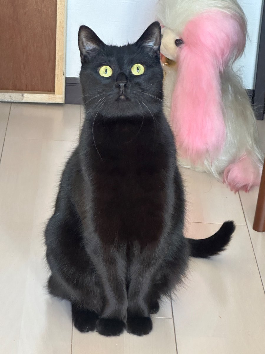 ipo_95's tweet image. 1mmも懐いていないが、可愛い猫