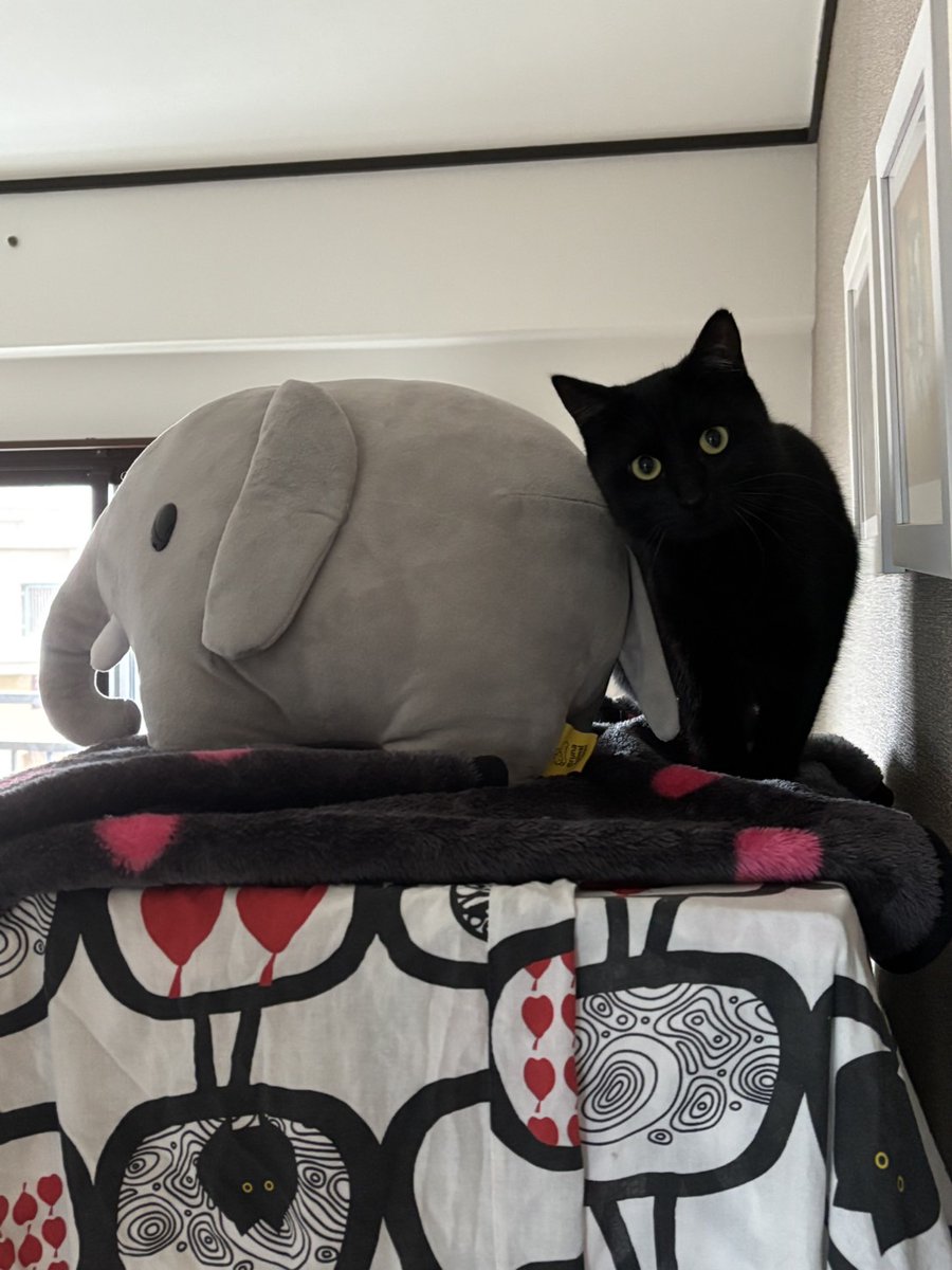 ipo_95's tweet image. 1mmも懐いていないが、可愛い猫