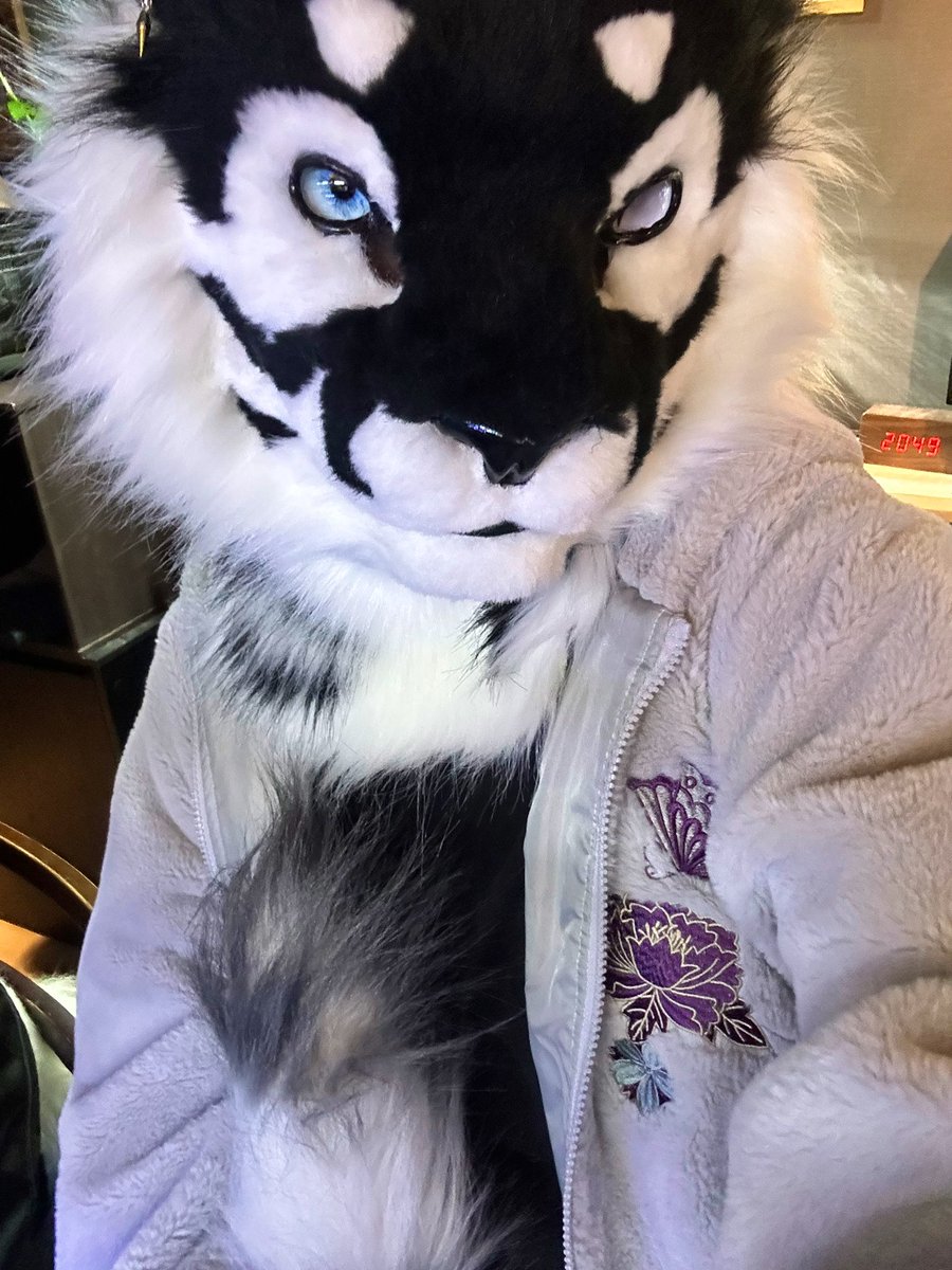 私の尾は長いんだ

抱きついているのは、寂しいからではないぞ

#未だ長安を憶ふを
#FursuitsEveryday