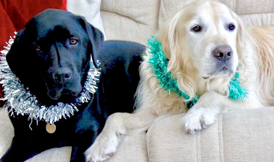 Princess Pupski 🌈 tweet media