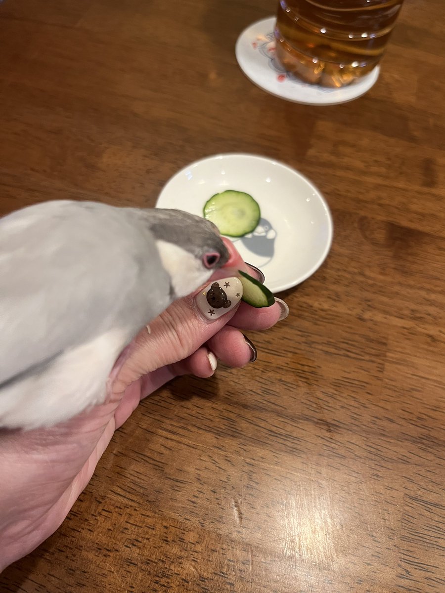 ぼくは！
おやつに！
きゅうりを！もらった！！

薄い輪切りだし！怖く！ない！！！

きゅうり！大好き！！！

🤦‍♀️ なんで🍎より🥒なんやろ…