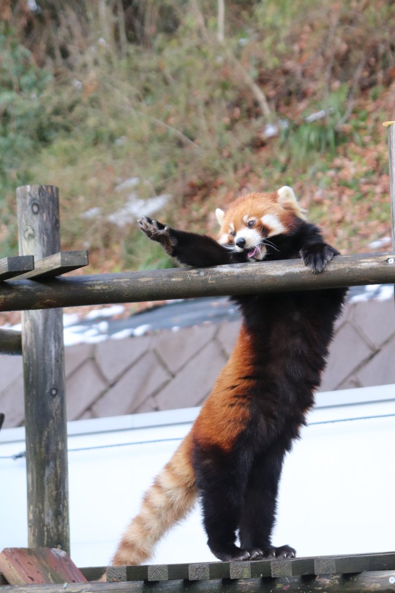 シール配りjoy93 (@joy93_redpanda) / Posts / X