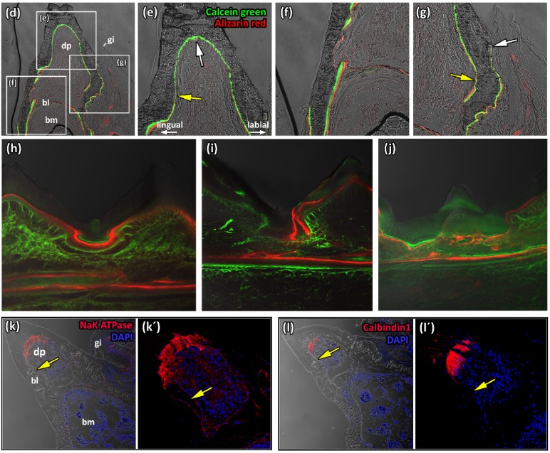 Journal of Anatomy tweet media