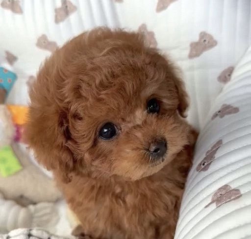 haechan called himself a bulldog meanwhile he’s literally this baby poodle