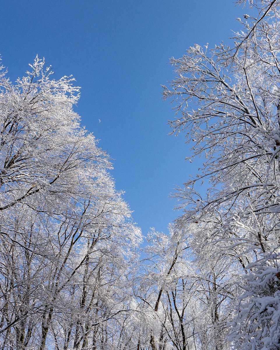 Winter Hiking Tip: Even without leaves, the trees in West Virginia are something special. 

Remember to dress in layers, drive slow and leave no trace! ❄️ ☃️ 

Learn More: bit.ly/2XdFyTZ