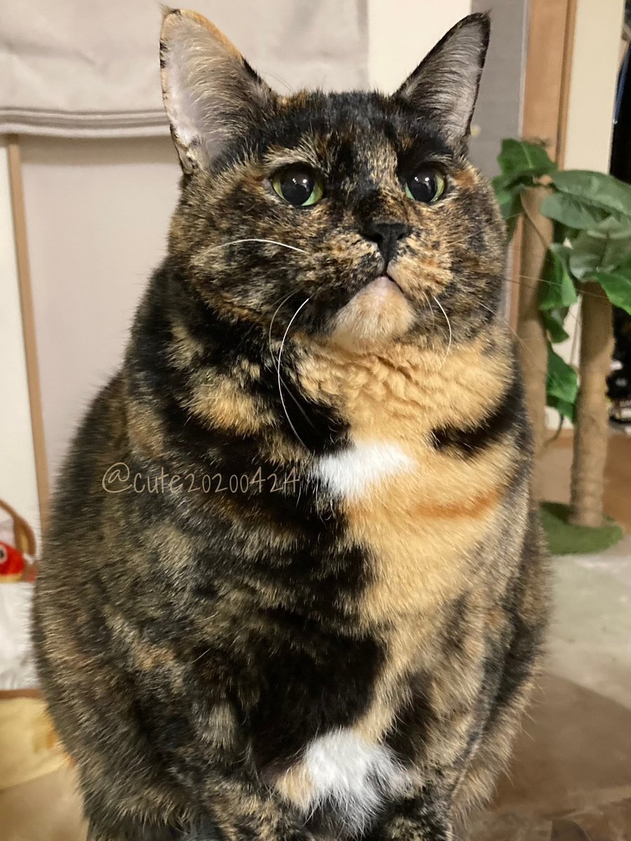 ゴンザレスさん@12/6🔔🌹オンリーG21 (@gonzarez69) / Posts / X