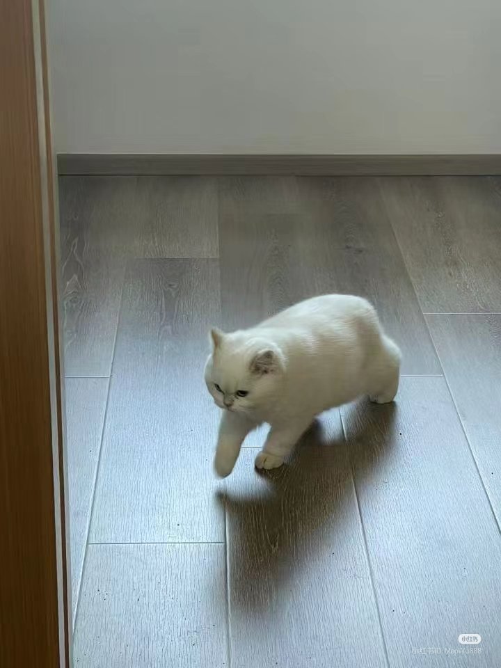 nocontextscats's tweet image. scheming