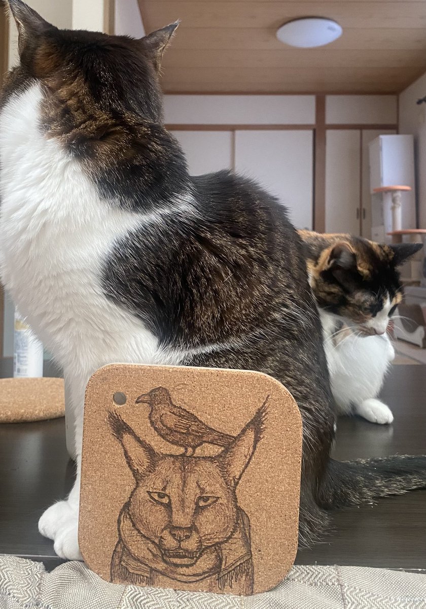 handlelock's tweet photo. コルクを焼いてみたら意外にうまくいった！仮に撮る場所がない場合は猫で。 https://t.co/GbRuArPp5u