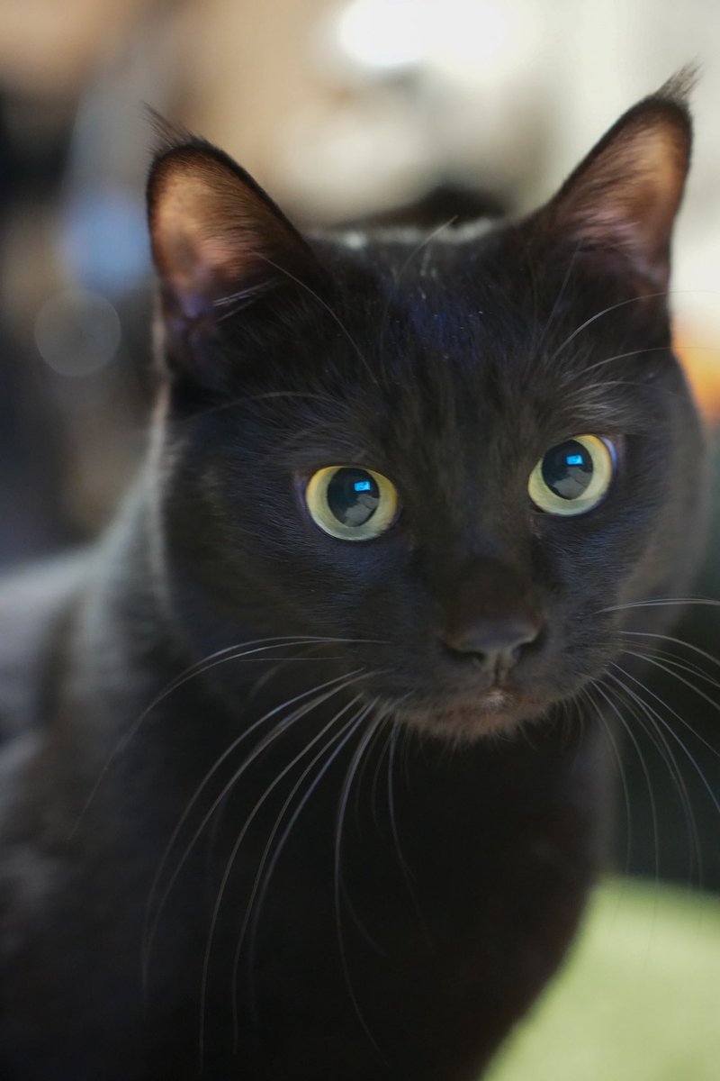 真剣に見つめる…猫じゃらし！ #猫 #黒猫 #blackcat