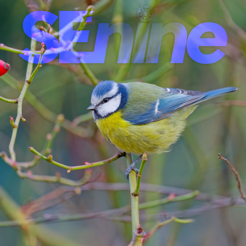 SEninemag's tweet photo. Advertise with SEnine in March - get your business seen across the SE9 postcode!  - https://t.co/hNrb55LlwD https://t.co/nNvX30QCSb