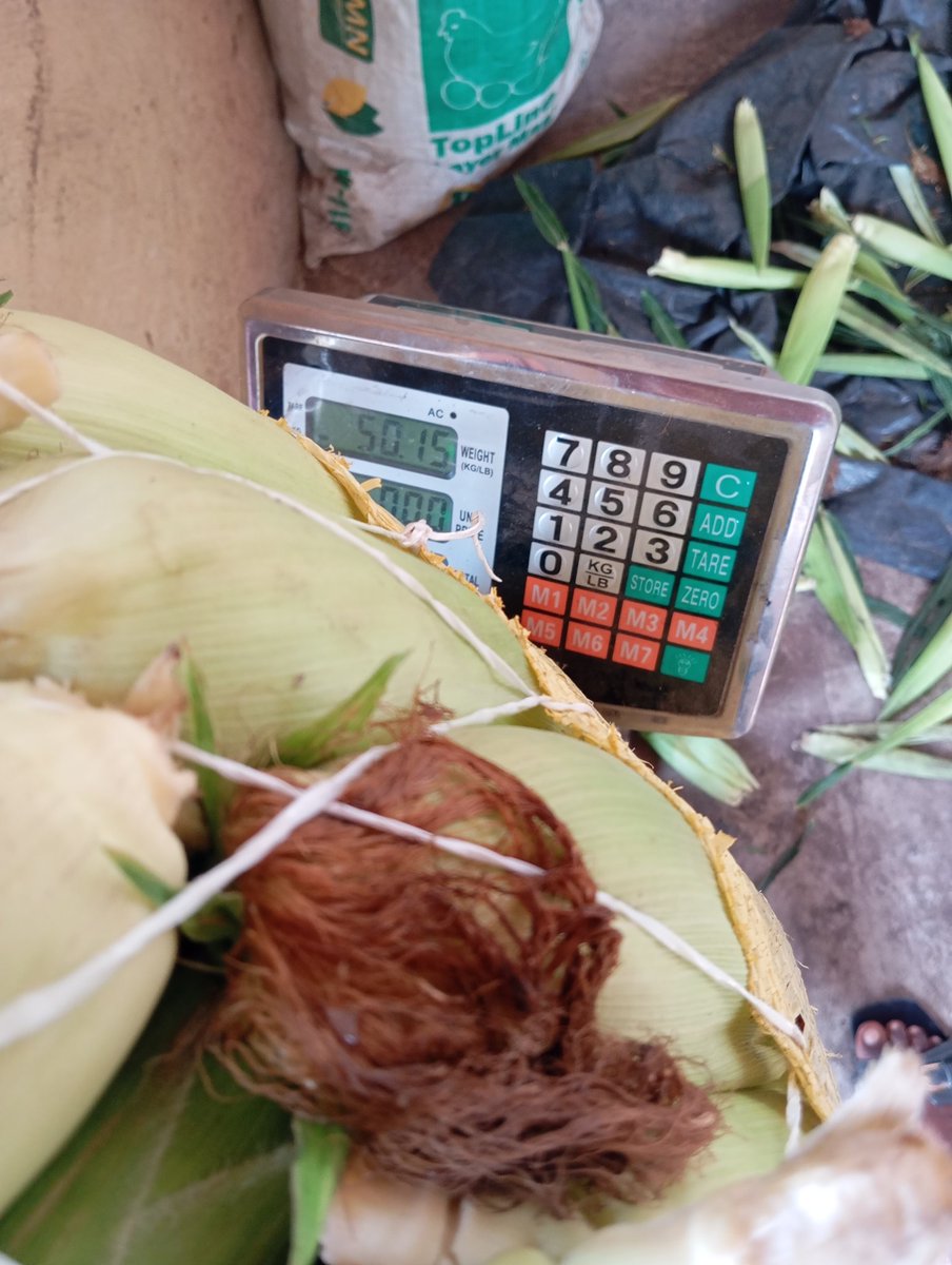 aprokofarmer's tweet photo. Another harvest and sales Tuesday ✌️🫑🥒🌽 https://t.co/XfiBXA55Xj