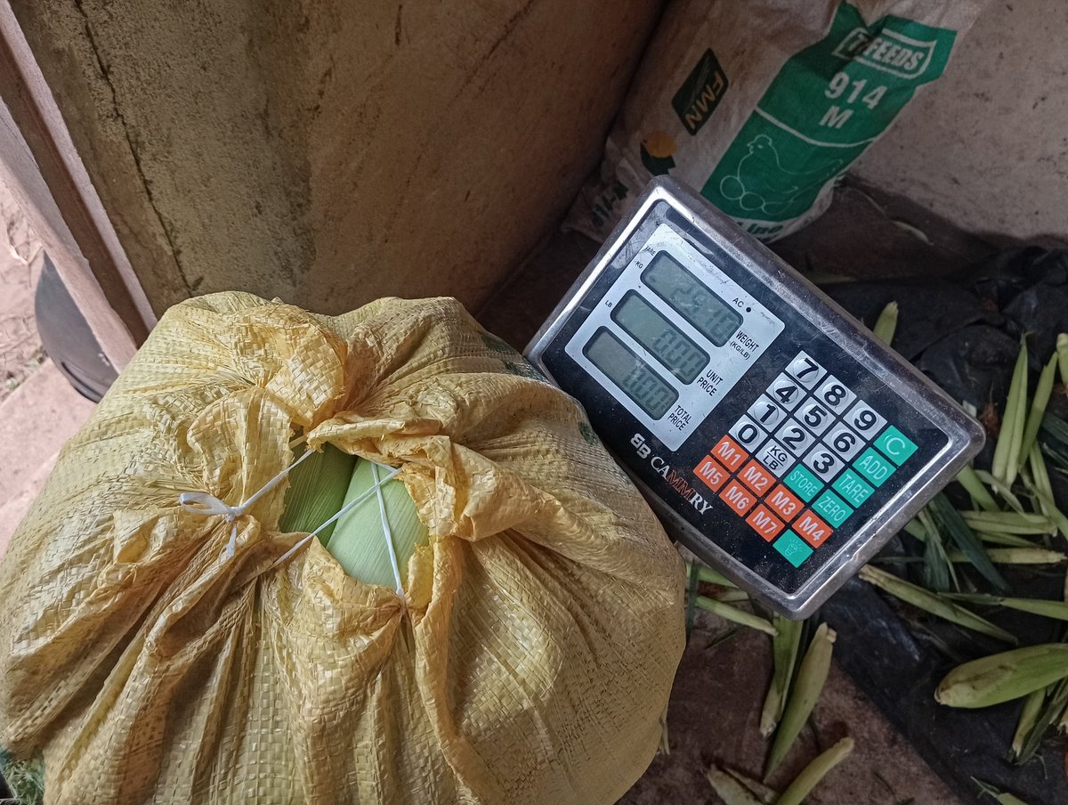 aprokofarmer's tweet photo. Another harvest and sales Tuesday ✌️🫑🥒🌽 https://t.co/XfiBXA55Xj