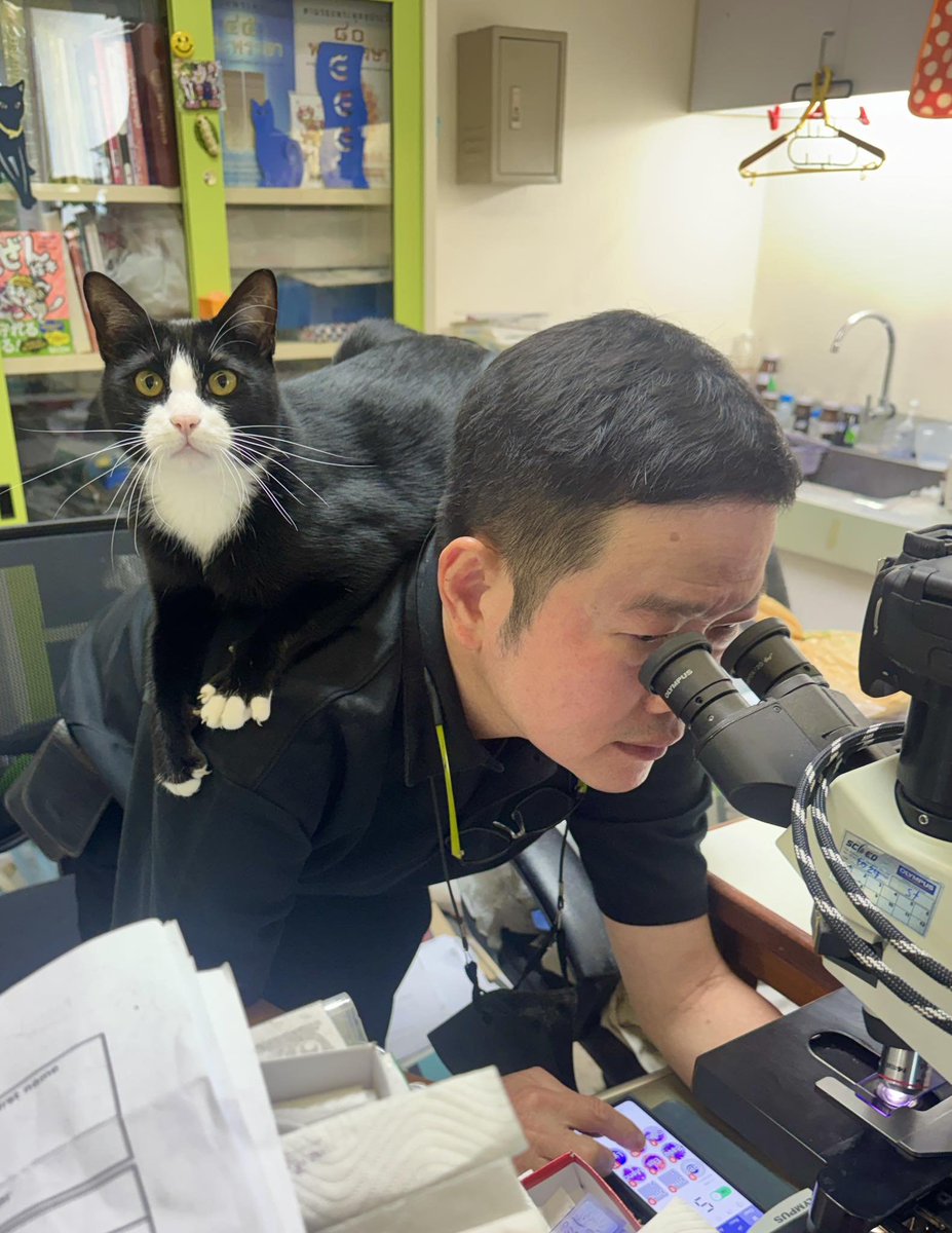 CatWorkers's tweet photo. Hire a cat for your science lab! Benefits include back pain. https://t.co/ajwinjzfFR