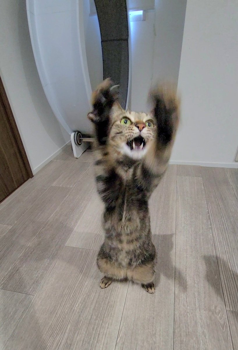 しぴこめᓚᘏᗢ (@chipie0826) / Posts / X